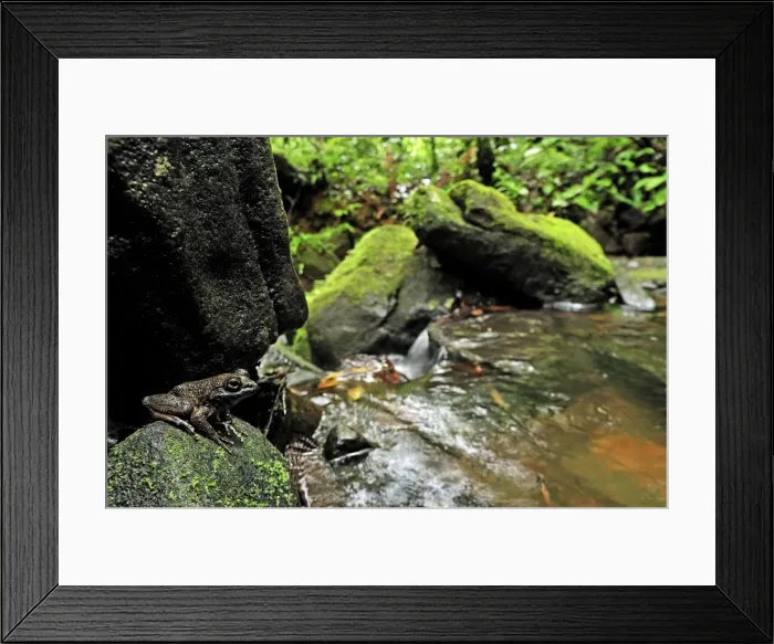 Framed Print : Grandidier's Stream Frog - on rock by stream - Masoala National Park - Madagascar Framed Print : Grandidier's Stream Frog - on rock by stream - Masoala National Park - Madagascar