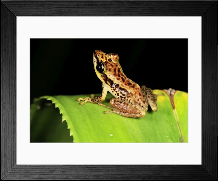 Framed Print : Sainte Marie Madagascar Frog - on Pandanus / screw palm - Andasibe-Mantadia National Park - Madagascar Framed Print : Sainte Marie Madagascar Frog - on Pandanus / screw palm - Andasibe-Mantadia National Park - Madagascar