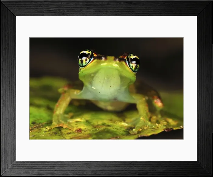 Framed Print : Tree Frog - Andasibe - Mantadia National Park - Madagascar Framed Print : Tree Frog - Andasibe - Mantadia National Park - Madagascar