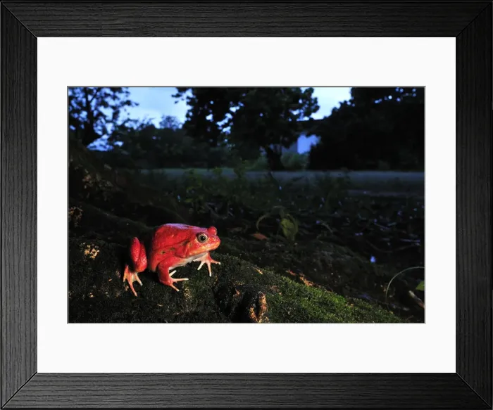 Framed Print : Tomato Frog - Maroantsetra - North East Madagascar Framed Print : Tomato Frog - Maroantsetra - North East Madagascar