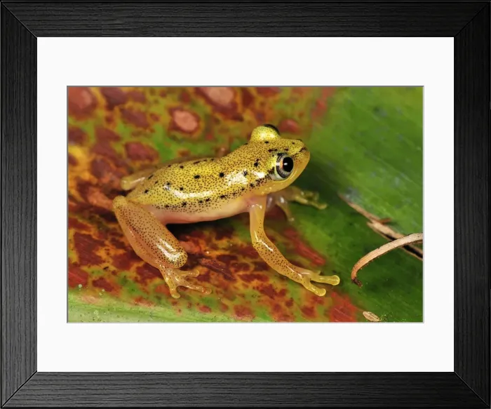 Framed Print : Spotted Madagascar Reed Frog - Andasibe-Mantadia National Park - Madagascar Framed Print : Spotted Madagascar Reed Frog - Andasibe-Mantadia National Park - Madagascar