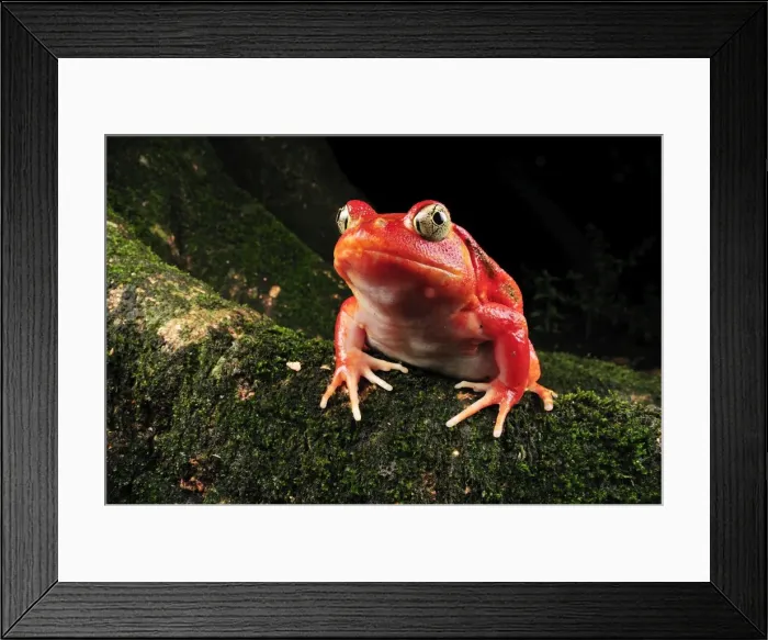 Framed Print : Tomato Frog - Maroantsetra - North East Madagascar Framed Print : Tomato Frog - Maroantsetra - North East Madagascar