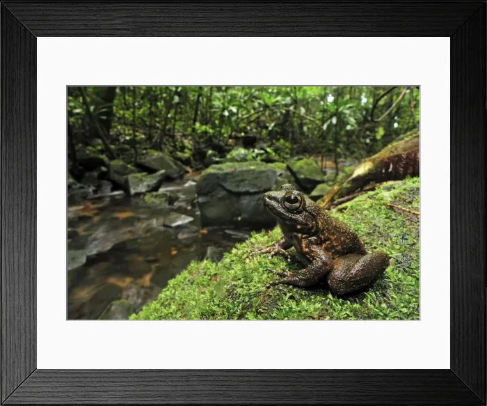 Framed Print : Grandidier's Stream Frog - by edge of stream - Masoala National Park - Madagascar Framed Print : Grandidier's Stream Frog - by edge of stream - Masoala National Park - Madagascar