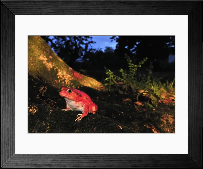 Framed Print : Tomato Frog - Maroantsetra - North East Madagascar Framed Print : Tomato Frog - Maroantsetra - North East Madagascar