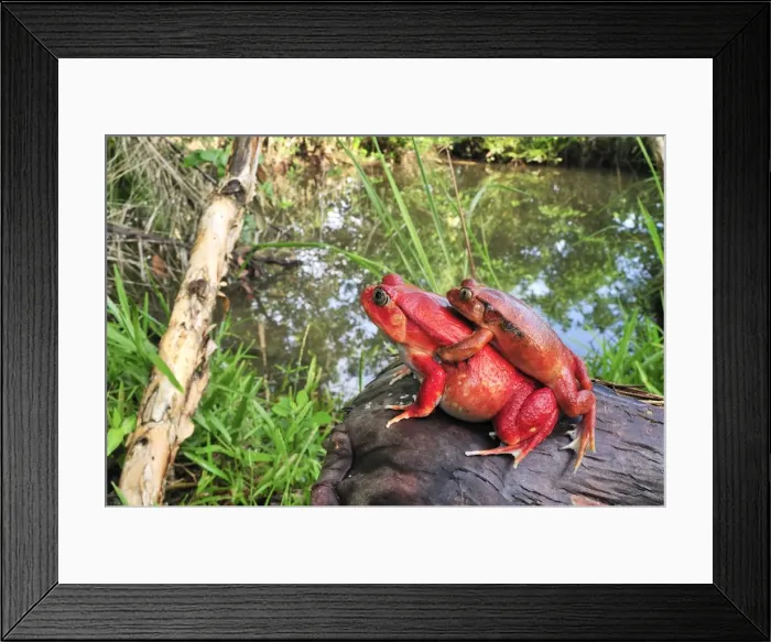 Framed Print : Tomato Frog - Amplexus - Maroantsetra - North East Madagascar Framed Print : Tomato Frog - Amplexus - Maroantsetra - North East Madagascar