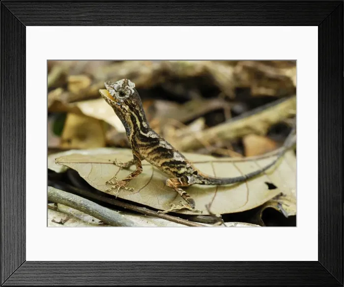 Framed Print : Anolis Lizard - Allpahuayo Mishana National Reserve - Iquitos - Peru Framed Print : Anolis Lizard - Allpahuayo Mishana National Reserve - Iquitos - Peru