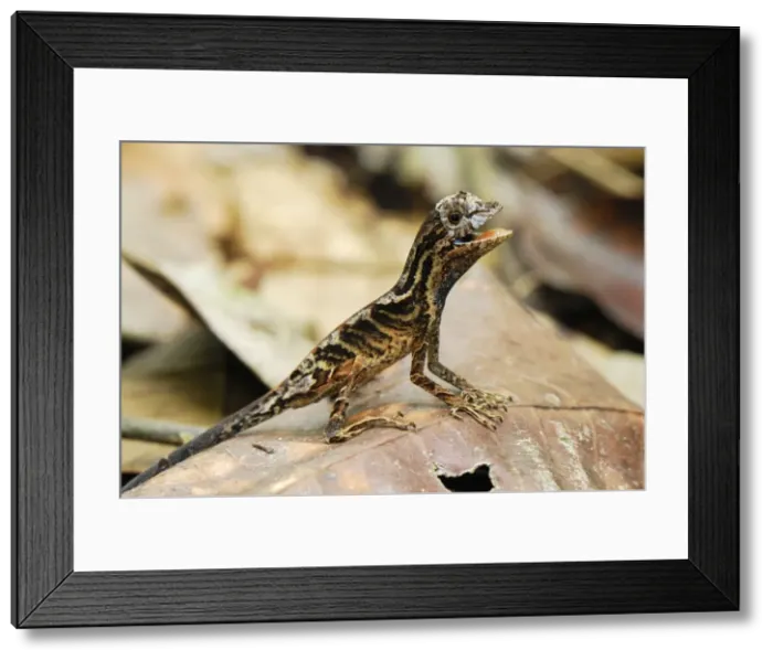 Framed Print : Anolis Lizard - Allpahuayo Mishana National Reserve - Iquitos - Peru Framed Print : Anolis Lizard - Allpahuayo Mishana National Reserve - Iquitos - Peru