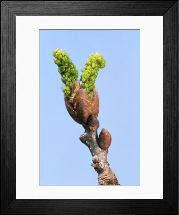 Framed Print : Pedunculate Oak Tree Bud Framed Print : Pedunculate Oak Tree Bud