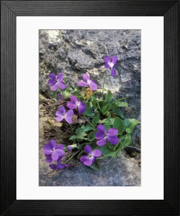 Framed Print : Sweet Violet Flowers Belgium Framed Print : Sweet Violet Flowers Belgium