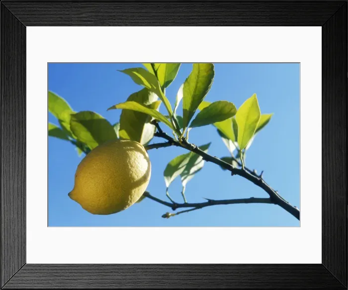 Framed Print : Lemon On tree Framed Print : Lemon On tree