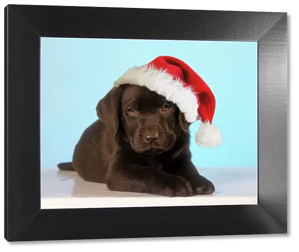 Chocolate Labrador Dog - puppy wearing Christmas hat Digital Manipulation: Hat Su