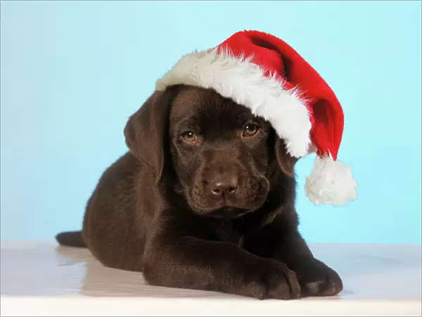 Chocolate Labrador Dog - puppy wearing Christmas hat Digital Manipulation: Hat Su