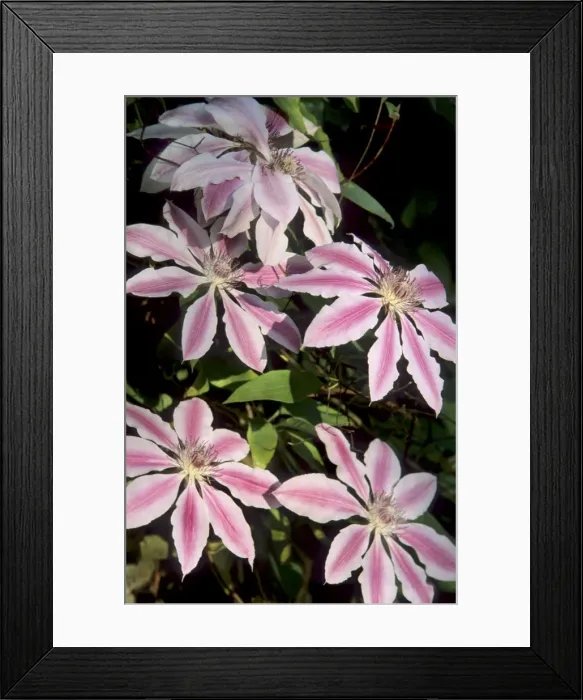 Framed Print : Clematis - Nelly Moser Belgium Framed Print : Clematis - Nelly Moser Belgium