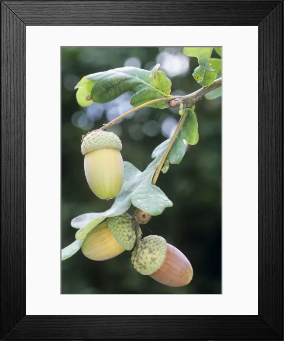 Framed Print : Acorns - on Oak tree Framed Print : Acorns - on Oak tree