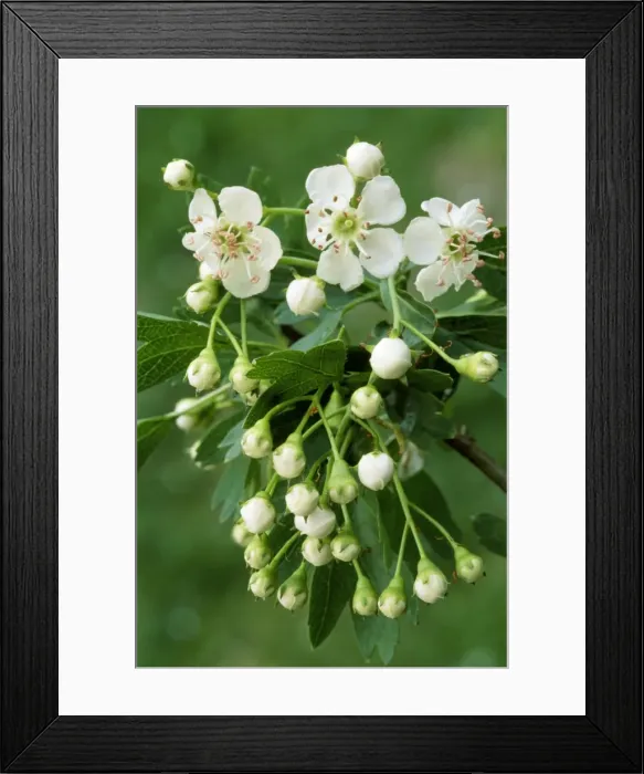 Framed Print : English Hawthorne - in bloom Framed Print : English Hawthorne - in bloom