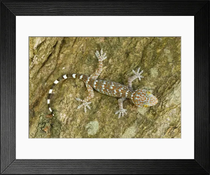 Framed Print : Tokeh / Tokee - juvenile - Thailand Framed Print : Tokeh / Tokee - juvenile - Thailand