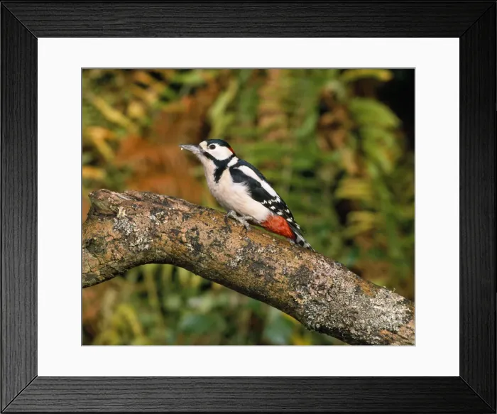 Framed Print : Great Spotted Woodpecker - in woodland - west sussex UK Framed Print : Great Spotted Woodpecker - in woodland - west sussex UK