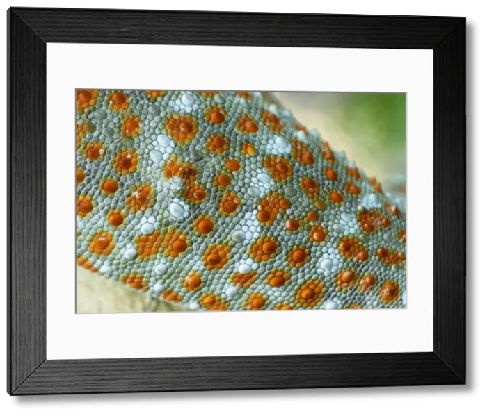 Framed Print : Tokeh / Tokee - skin - Thailand Framed Print : Tokeh / Tokee - skin - Thailand