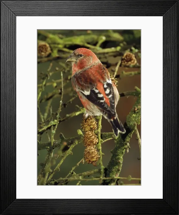 Framed Print : White-winged / Two-barred Crossbill - male Framed Print : White-winged / Two-barred Crossbill - male