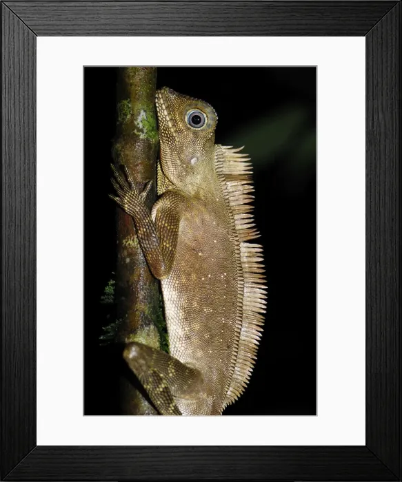 Framed Print : Comb crested forest lizard / Comb crested Agamid / Dragon - Danum Valley Conservation Area - Sabah - Borneo - Malaysia Framed Print : Comb crested forest lizard / Comb crested Agamid / Dragon - Danum Valley Conservation Area - Sabah - Borneo - Malaysia