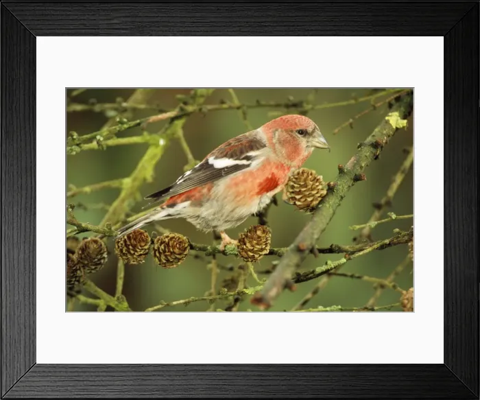 Framed Print : White-winged / Two-barred Crossbill - male Framed Print : White-winged / Two-barred Crossbill - male