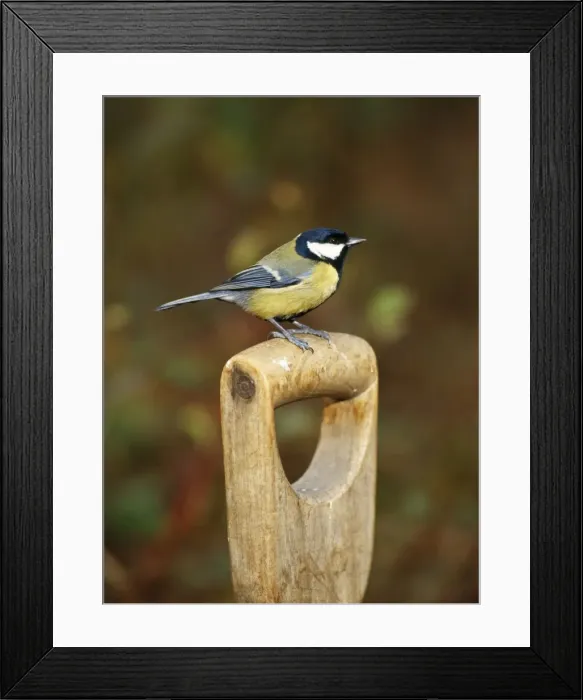 Framed Print : Great Tit - on fork handle