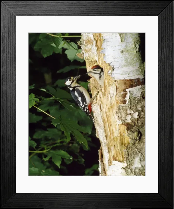 Framed Print : Great Spotted Woodpecker - at nest entrance feeding young Framed Print : Great Spotted Woodpecker - at nest entrance feeding young