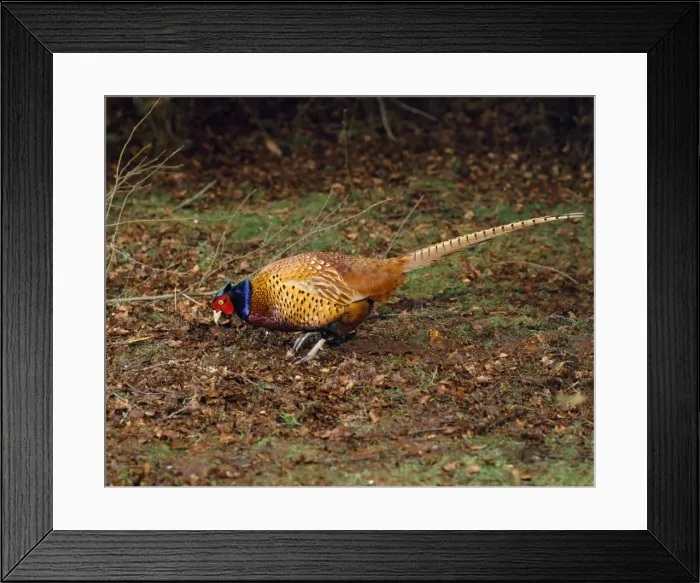 Framed Print : Pheasant - in autumn woodland - UK Digital Manipulation: added to canvas on right hand side Framed Print : Pheasant - in autumn woodland - UK Digital Manipulation: added to canvas on right hand side