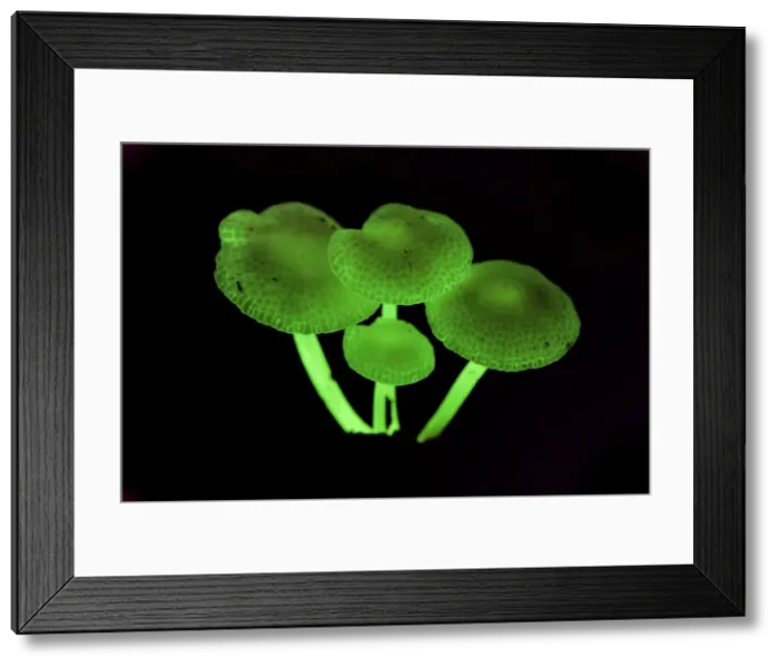 Framed Print : Fluorescent fungus - Danum Valley Conservation Area - Sabah - Borneo - Malaysia Framed Print : Fluorescent fungus - Danum Valley Conservation Area - Sabah - Borneo - Malaysia