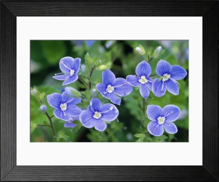 Framed Print : Germander Speedwell Framed Print : Germander Speedwell
