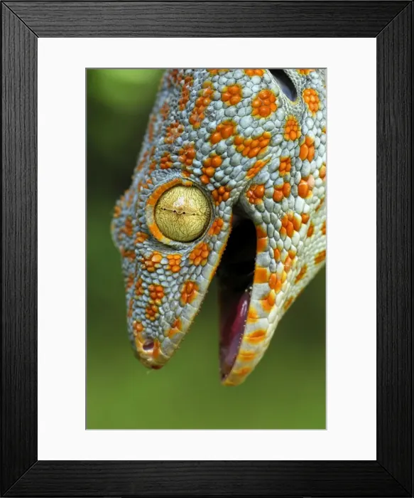 Framed Print : Tokeh / Tokee - Thailand Framed Print : Tokeh / Tokee - Thailand