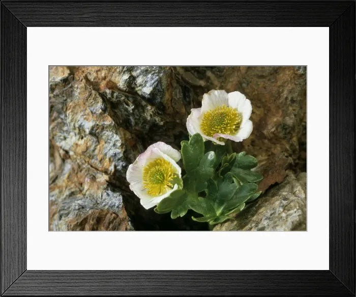 Framed Print : Glacier crowfoot plant in chasm - Passo Stelvio / Stilfserjoch - Italy Framed Print : Glacier crowfoot plant in chasm - Passo Stelvio / Stilfserjoch - Italy