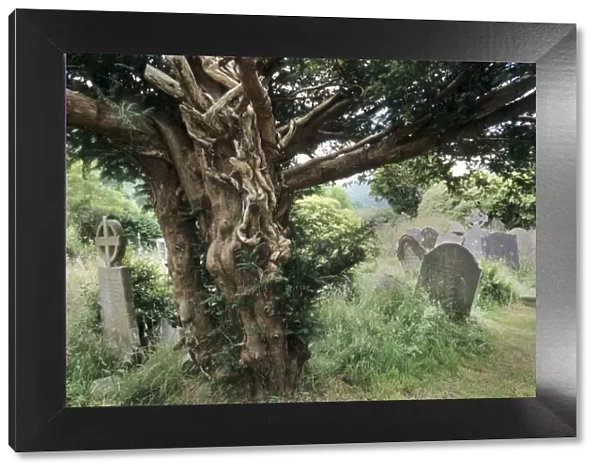 English Yew Tree - On old cemetery Glendalough, Ireland