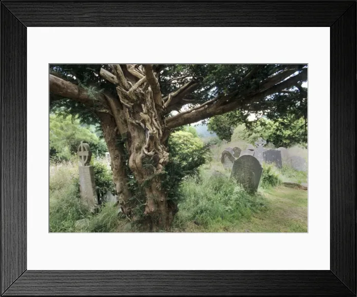 Framed Print : English Yew Tree - On old cemetery Glendalough, Ireland Framed Print : English Yew Tree - On old cemetery Glendalough, Ireland