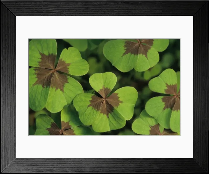Framed Print : Four leaf clover Framed Print : Four leaf clover