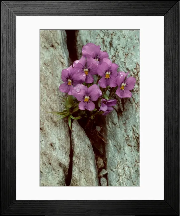 Framed Print : Violet / Stifserjoch - Passo Stelvio, Italy Framed Print : Violet / Stifserjoch - Passo Stelvio, Italy