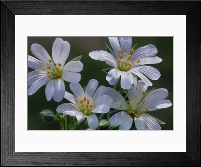 Framed Print : Field Mouse-ear flowers Framed Print : Field Mouse-ear flowers