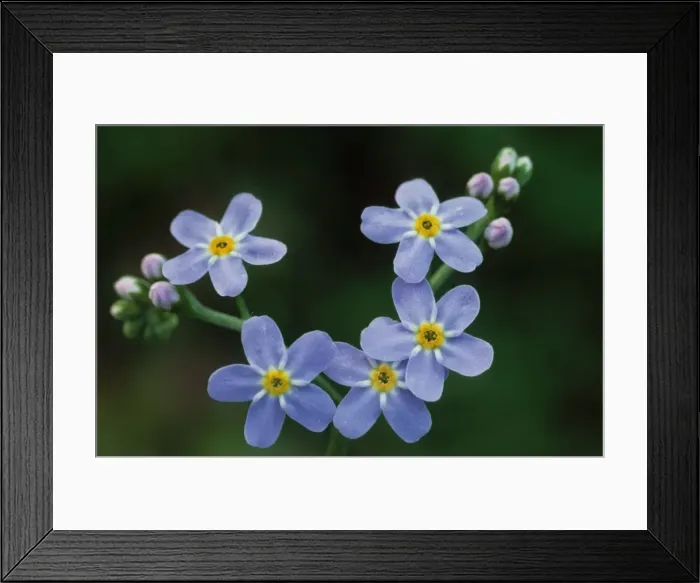 Framed Print : Water forget-me-not flowers Framed Print : Water forget-me-not flowers