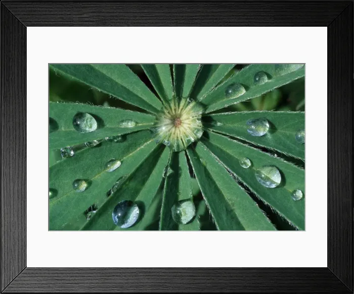 Framed Print : Waterdrops on leaf lupine Framed Print : Waterdrops on leaf lupine