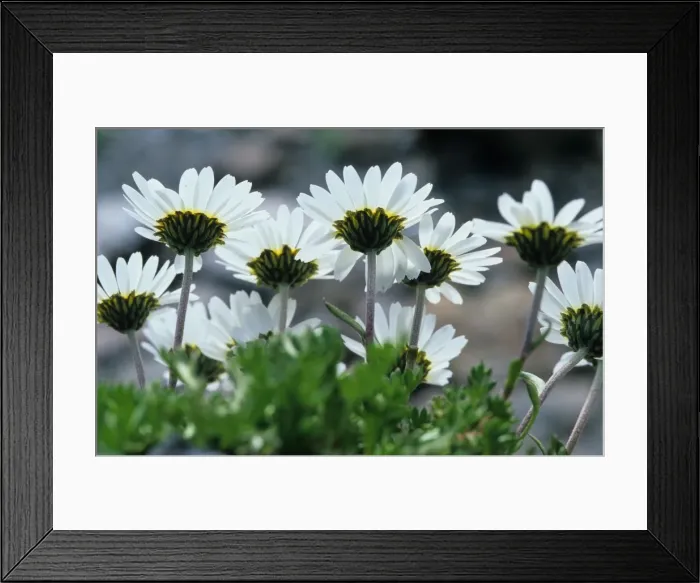 Framed Print : Ox-eye Daisy - In group - Passo Selvio / Stilfserjoch - Italy Framed Print : Ox-eye Daisy - In group - Passo Selvio / Stilfserjoch - Italy