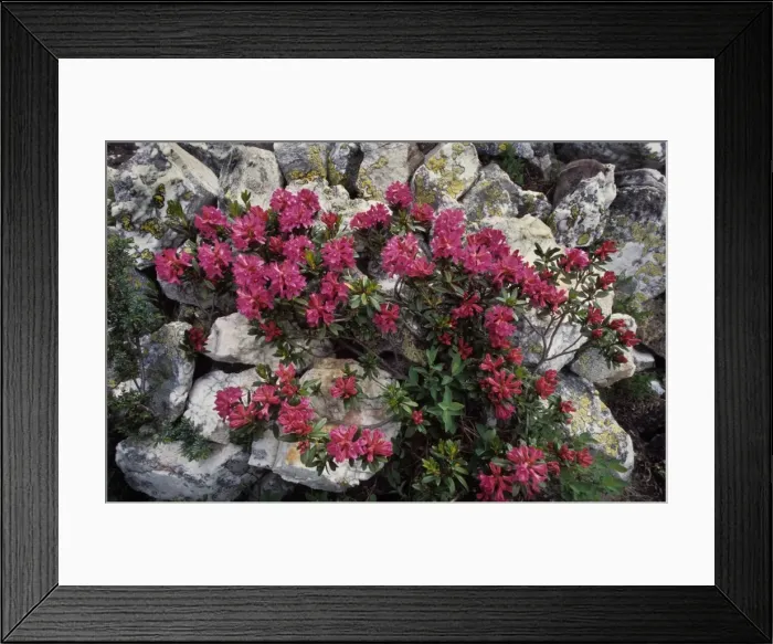Framed Print : Alpine-rose on rocks - Ecrin, French Alps Framed Print : Alpine-rose on rocks - Ecrin, French Alps