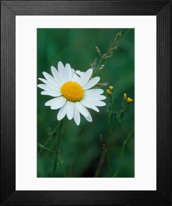 Framed Print : Ox-eye Daisy Framed Print : Ox-eye Daisy
