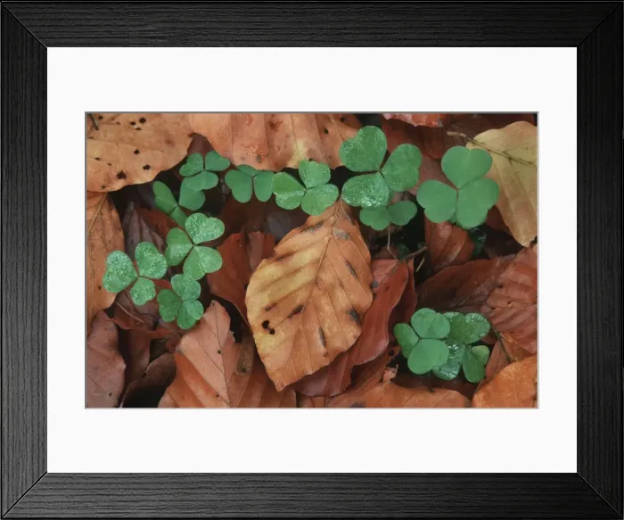 Framed Print : Clover inbetween beech leaves in wood - autumn - Belgium Framed Print : Clover inbetween beech leaves in wood - autumn - Belgium