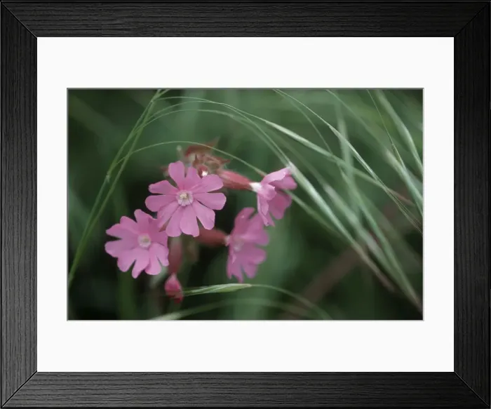 Framed Print : Red Campion flowers Framed Print : Red Campion flowers