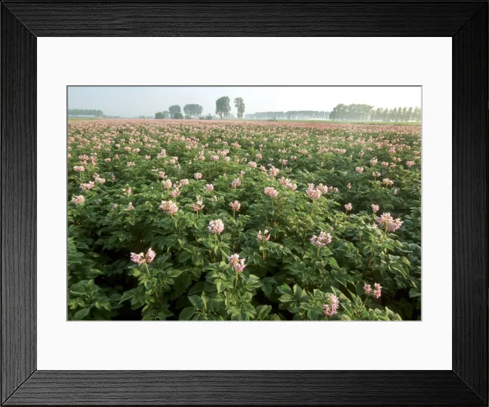 Framed Print : Potato field blooming Belgium Framed Print : Potato field blooming Belgium