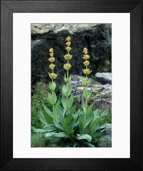 Framed Print : Great Yellow Gentian - Ecrins - Alps - France Framed Print : Great Yellow Gentian - Ecrins - Alps - France