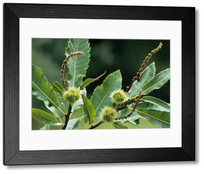 Framed Print : Sweet / Spanish Chestnut - husks on tree Framed Print : Sweet / Spanish Chestnut - husks on tree