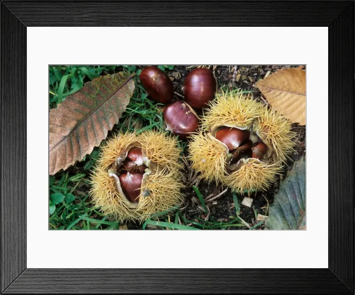 Framed Print : Sweet / Spanish Chestnut - fruit and husks Framed Print : Sweet / Spanish Chestnut - fruit and husks