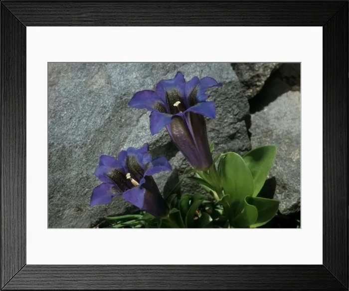Framed Print : Clusius's Gentian, Ecrins, Alps, France Framed Print : Clusius's Gentian, Ecrins, Alps, France