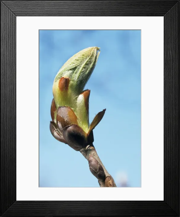 Framed Print : Sweet / Spanish Chestnut - close-up of young bud Framed Print : Sweet / Spanish Chestnut - close-up of young bud
